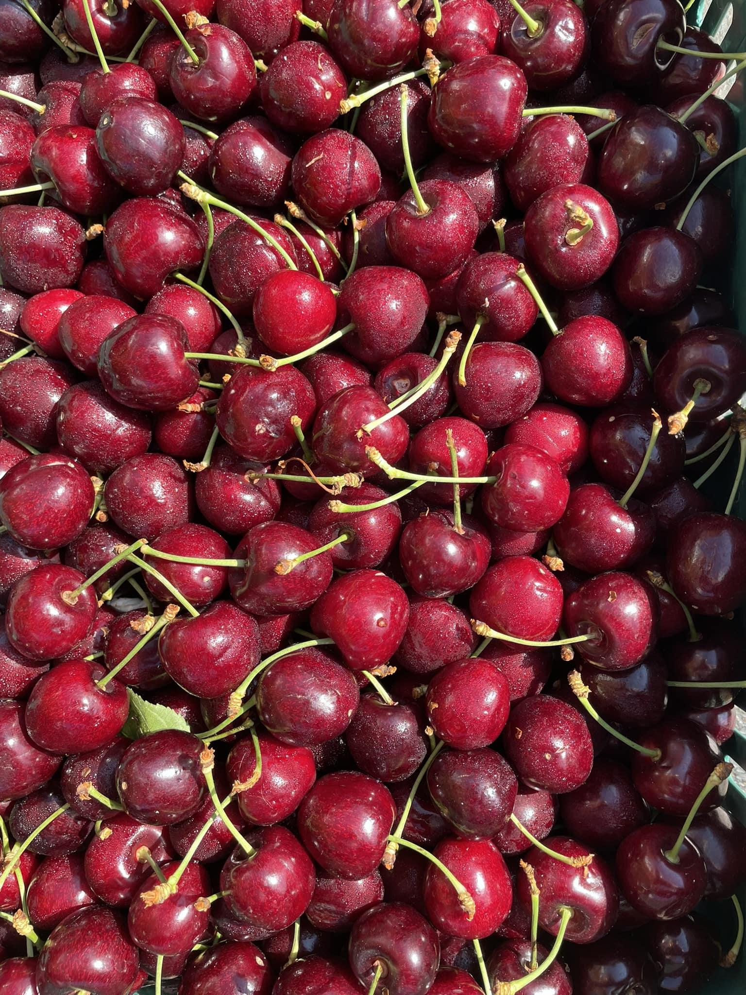 Fresh Local Cherries A close-up of freshly picked deep red cherries with stems, glistening in the sunlight—perfect for summer recipes or snacking.