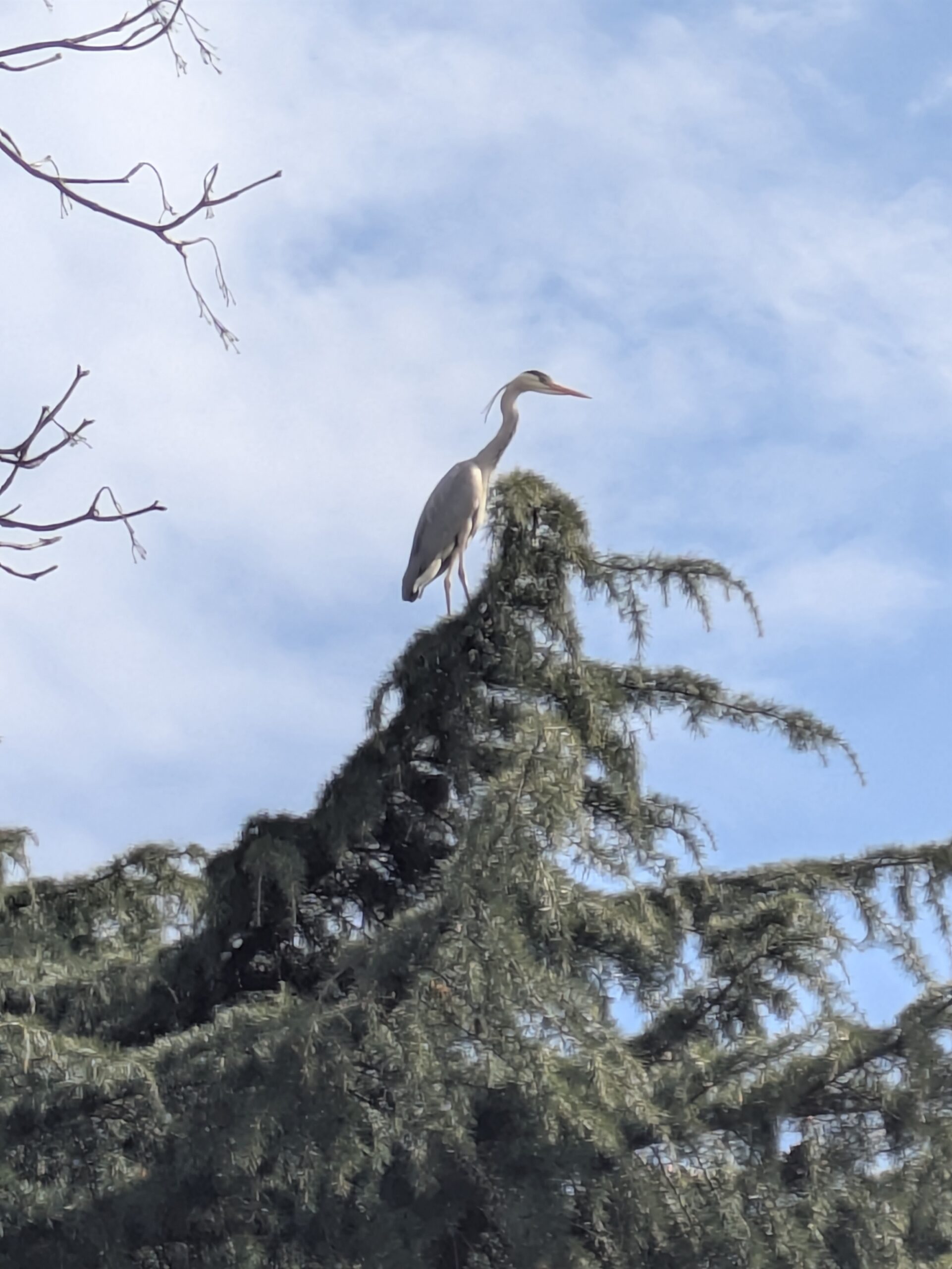 A heron sits gracefully atop a tree in Jubilee Gardens, Bewdley, against a backdrop of blue sky.